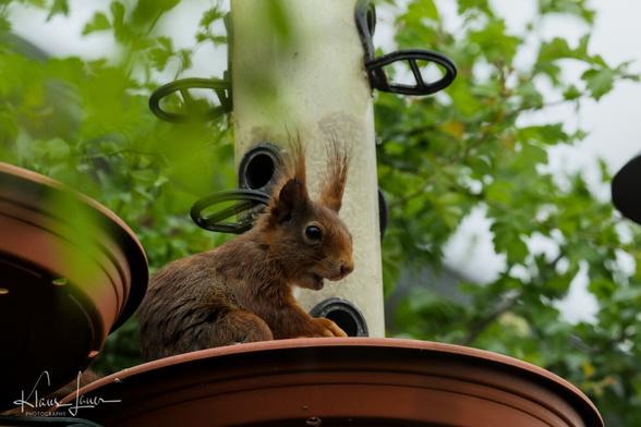 Auf dem Foto sieht man ein Eichhörnchen, dass in der Auffangschale einer Vogelfutterstation in 3,5m Höhe sitzt und sich an den Sonnenblumenkernen satt frisst. Dahinter ist eine Weißdornhecke zu erahnen, über die das Eichhörnchen Zugang zur Station hat. Die Weißdornhecke schützt sowohl Eichhörnchen als auch Vögel vor aufdringlichen Katzen :).