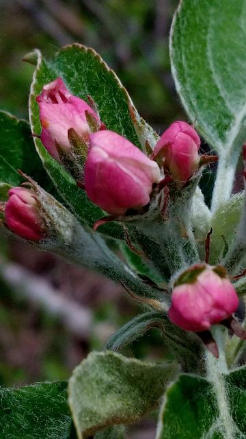 Tight blossoms on a fruit tree, pink buds, a day or two from opening