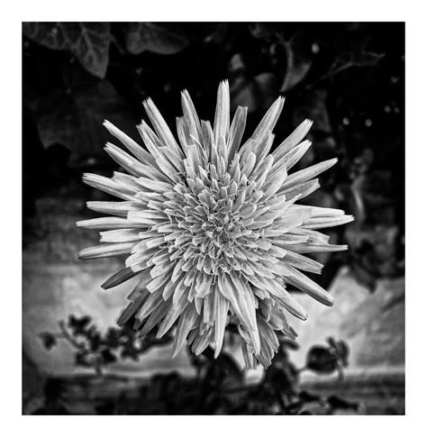 A black and white photo of a dandelion. In the centre of the photo is a close-up of a dandelion flower. You can see all its petals arranged in a fractal-like pattern which creates and interesting starburst shape.