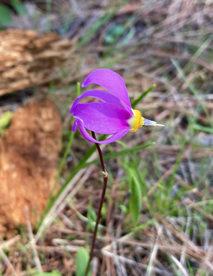 The blurred background is grass, pine needles, and pieces of wood. In the foreground is a single shooting star, a wildflower that transitions from a bright yellow to petals that are a vivid magenta.