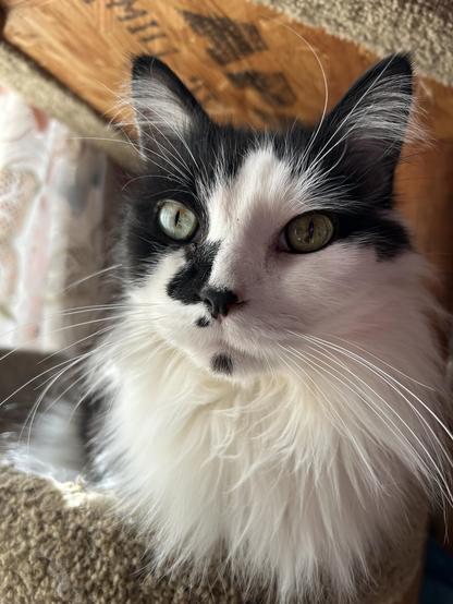 A portrait of the face and ruff of a black and white kitty. He is super floofy with a soft white ruff, very long, abundant whiskers, also very long, ear tufts, yes those are long too. He has a sweet, alert expression, and a little black chin spot.