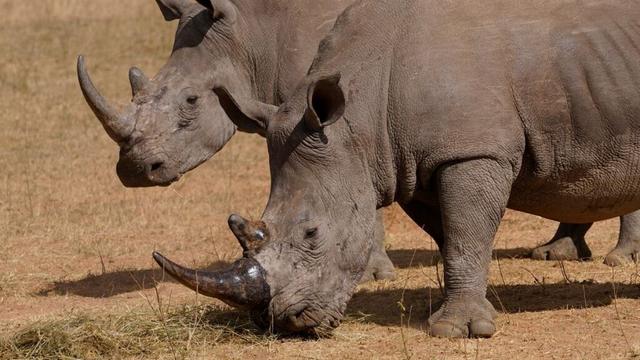 Poachers have killed more than 100 rhinos in South Africa this year, most of them in national parks
