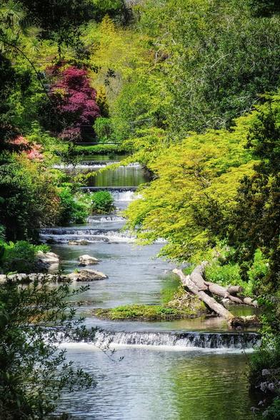 A gently flowing river with small cascades winds through lush green foliage and trees, with glimpses of colorful plants in the background.