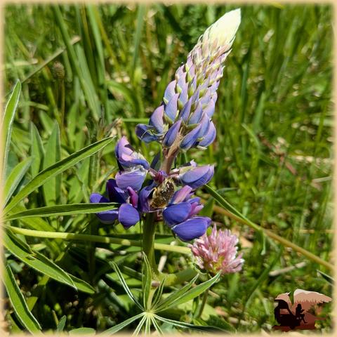 Blütenstaude einer Vielblättrigen Lupine mit Blütenkelchen in kräftigem lila und Staudenform. An einem Blütenkelch hängt kopfüber eine Biene, schon teils voll mit Pollen.