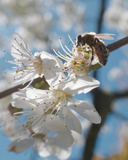 Das Foto zeigt einen Zweig mit Kirschblüten im Gegenlicht. Auf einer Blüte rechts oben im Bild sitzt eine Biene. Im Hintergrund sieht man unscharf einen weiteren Zweig und viele Blüten. Ein hellblauer Himmel scheint an vielen Stellen durch.

The photo shows a branch with cherry blossoms against the light. A bee is sitting on a blossom at the top right of the picture. In the background, another branch and many blossoms can be seen out of focus. A light blue sky shines through in many places.