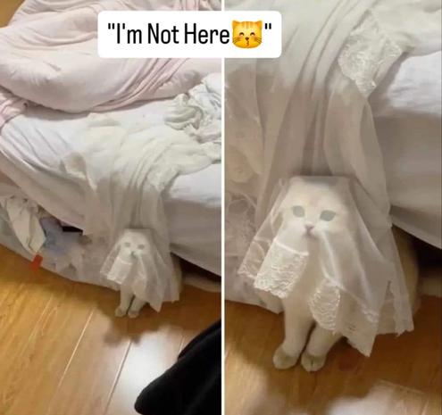 Two identical photos of a white cat at the white bed who's covered by an edge of a white lace bedspread. 
'I'm not here.'