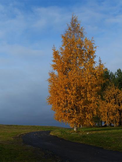 A tree with vibrant orange leaves stands beside a winding path under mostly clouded blue sky.