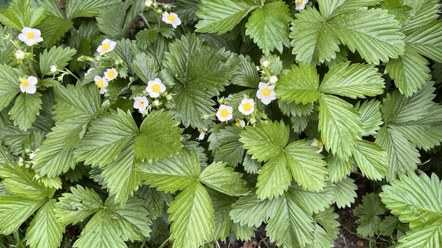 Blühende Walderdbeeren.