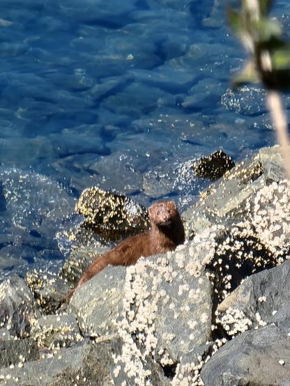 A sleek, brown, mink, perched on barnacle encrusted large boulders with the ocean floor behind him/her.