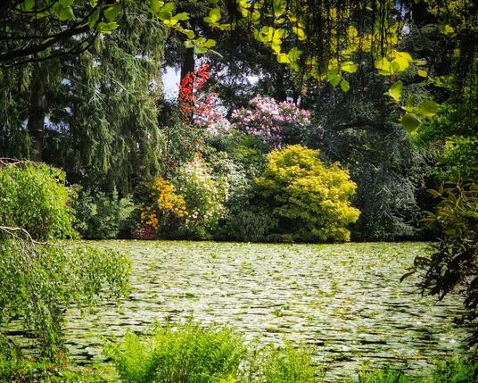 A wide shot of a calm pond covered in lily pads, framed by lush green trees and foliage with pops of colorful flowers in the background.