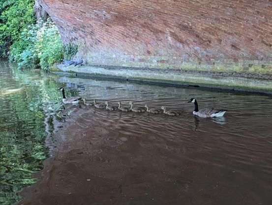 2 adult geese bookending 7 goslings paddling in a line. They are on a canal under a bridge.