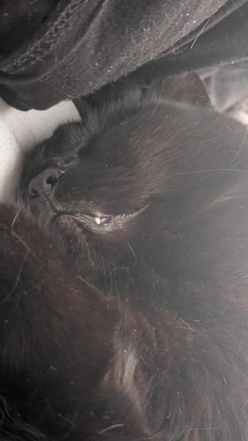 A close-up photo of a black cat sleeping peacefully, curled up with its face nestled into soft fabric. One small white fang peeks out from its mouth, adding a touch of character to its serene expression. The lighting is soft, highlighting the texture of the cat's dark fur.