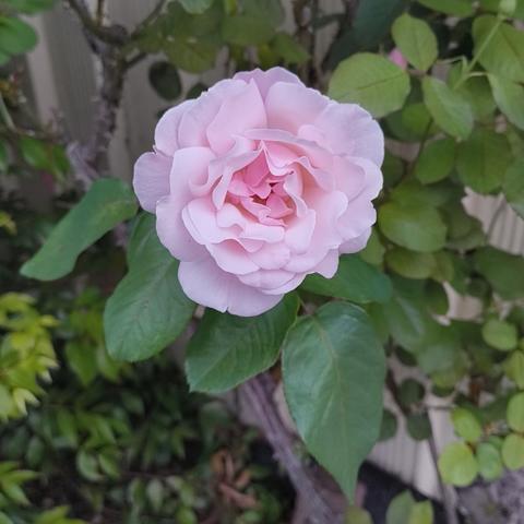 A large, light pink rose on a rose bush with glossy green foliage.