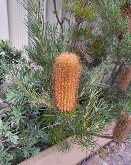 An orange Banksia ericifolia flower fringed with red in a driveway garden.