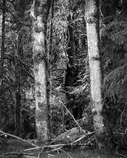 April 20, 2025, 5:57pm. Shelton, Washington.

Camera: Gowland Pocket View 4x5. Lens: Schneider Tele-Arton 270mm f/5.5. Film: Tri-X 320. Exposure: 1/2 sec at f/32. N+2 development by Praus Productions, Rochester, NY. Digicam scan with Lumix GX-85 M4/3 camera and Canon FL 50mm f/3.5 macro.

It seems that a digital camera does fine for monochrome scans for my use. Color scans with that digicam (only 20 MP) show problems with color aliasing in fine details. Probably because the negative is higher res than the sensor, and then the Bayer de-mosiacing ends up creating many tiny details with the wrong color...