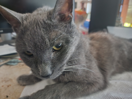 16 year old grey cat Anastasia posing for the camera.