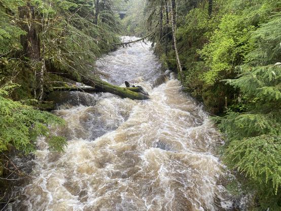 Raging brown creek at what appears to be bank full, lush green forest on each side