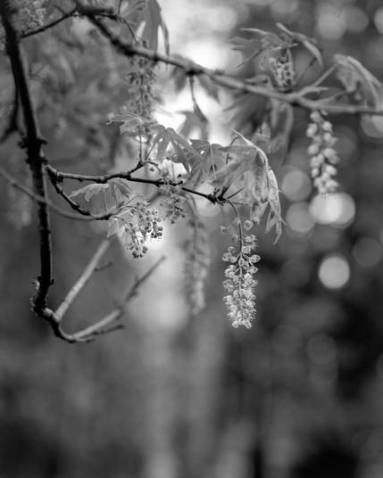 April 20, 2025, 6:18pm. Shelton, Washington

Camera: Gowland Pocket View 4x5. Lens: Schneider Tele-Arton 270mm f/5.5. Film: Tri-X 320. Exposure: 1/60 at f/8. N+2 development by Praus Productions. Scan: Lumix GX-85 M4/3 with Canon FL 50mm f/3.5.

This looks to me like a maple, based on the leaves; but I'm unsure of the species. There were many of these trees mixed in a stand of Douglas fir, but primarily at the edges. This shot required patience (and hope) -- the sun was slanting through the firs, and only occasionally illuminating the blossoms; and it was breezy. I set up and guessed that there was a chance that this spike might get illuminated; waited for the sun to come around, and hoped for a moment when the breeze would drop enough for a shot. Even so, needed to push N+2 to get a fast enough shutter speed even with f/8.