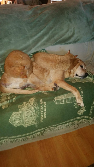 A beautiful golden lab stretched out on her left side on a sage blanket with cream designs of old towers?  Right leg is hanging over the edge of the sofa. One orange cat matching the lab’s  color curled up in a ball on her right hip;  a second cat same color curled up on her shoulder head resting on the head of the lab,  face turned away to the back of the sofa.  The cats are coving the side of the dog.Unknown