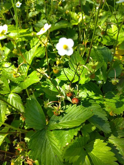 Foto Walderdbeeren Nahaufnahme mit Halbroten Früchten und einer Blüte