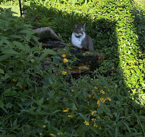 Photo Lilly, dark, striped tabby, and white, sitting next to a small burbling water feature of three rocks, she is getting a drink of water in the morning. She and fountain are in shadow of the house making a 90° angle behind her with a sharpe clean line marking the rest of the garden in the sun.  Water feature and Lilly are surrounded by greenery with West Indian yellow lantana in foreground, and vinca minor to the right covering a small stump. Mexican petunia not in bloom in background. Glimpse of a Texas lantana, yellow and orange, to the left middle and left corner Mexican honeysuckle, not in bloom.