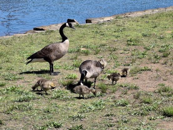Picture of 2 adult Canadian Geese with 5 fuzzy goslings clustered around them