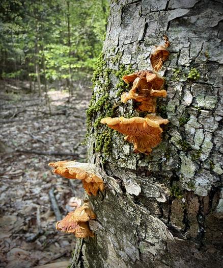 Tannish-orange mushrooms on the side of a tree next to some  mosses