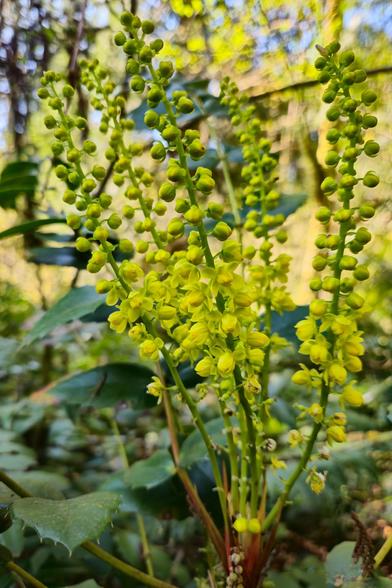 This image shows a cluster of bright yellow flowers with small buds on tall, slender stalks. The background includes green foliage with some leaves that appear to be from a holly-like plant. The plant is Berberis nervosa (Cascade Oregon grape).