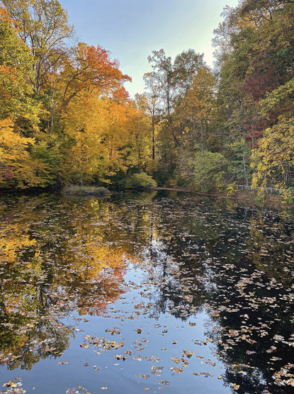 This tranquil image showcases the vibrant fall foliage reflected on the still waters of Duck Pond, surrounded by towering trees in shades of gold, orange, and crimson. A peaceful and picturesque scene perfect for nature lovers, photographers, and history enthusiasts exploring the famed Winterthur estate in Wilmington, Delaware.


A serene pond reflects the vibrant colors of autumn foliage, with leaves floating gently on its surface. Tall trees surround the water, showcasing shades of yellow, orange, and green, creating a peaceful natural scene.