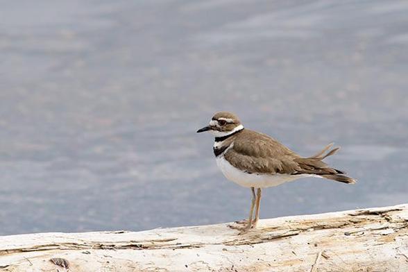 The head of the bird is just right and just above the middle of the photo.
The bird is standing on a log with water in the background.
The bird is facing to the left.