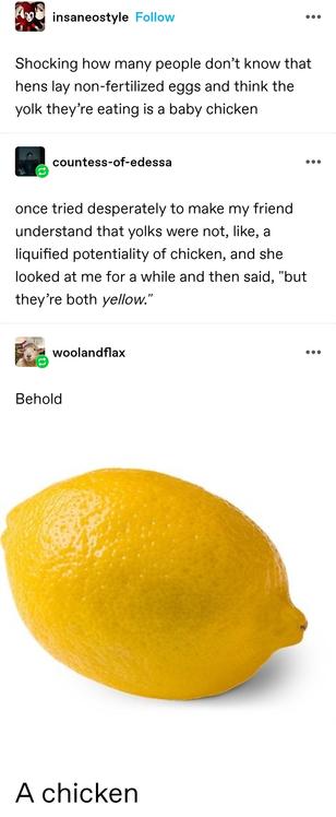 Shocking how many people don’t know that hens lay non-fertilized eggs and think the yolk they’re eating is a baby chicken 

once tried desperately to make my friend understand that yolks were not, like, a liquified potentiality of chicken, and she looked at me for a while and then said, "but they’re both yellow."  

Behold 

Stock image of a lemon

A chicken