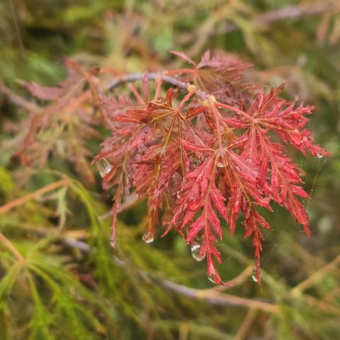 The end of a branch of a Japanese Maple (Acer palmatum). The reddish leaf has greenish-yellow veins and is wet from the rain. An insect has connected some of the leaf's spread with strands of web.