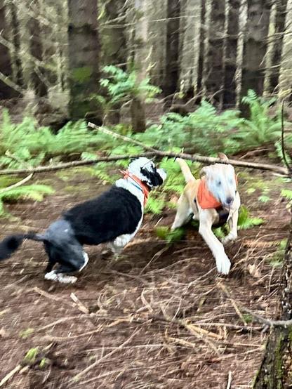 Two dogs run at top speed perpendicular to each other through the forest.