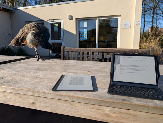 A wooden table outdoors in front of a small building. There are two e-ink tables (one with a built-in keyboard) and a young male peacock on top of the table.