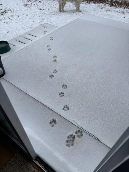 First set of paw-prints in fresh snow, on a back patio concrete pad, placed by an adult Great Pyrenees dog. One can just see her legs at the top of the photo.