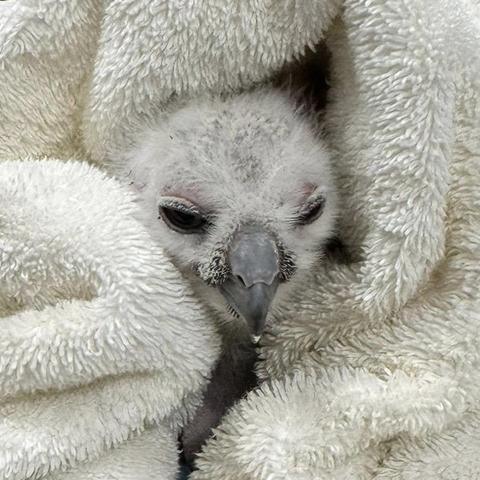Slightly larger than a golf ball is the white fluffy head of a Great Horned Owlet emerging from the folds of an off-white towel. His beak is too large for him, and seems to comprise half his total body weight. His eyes are black and half shut, with the slightest tinge of pink on the eyelids. He's just a wittle baby.