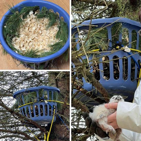 Panel one: a blue plastic washing basket is prepared like a forbidden salad: a bed of pine needles filled with wood shavings. Yum.

Panel two: The makeshift nest is secured to a tree with yellow and blue bungee cords around the branches and trunk. 

Panel three: Close-up of the owlet lifted by the rehabber standing on a ladder in white coveralls. One hand is black-gloved, the other bare, together cradling the fluffy cargo and delivering him to his totally normal and not weird nest.