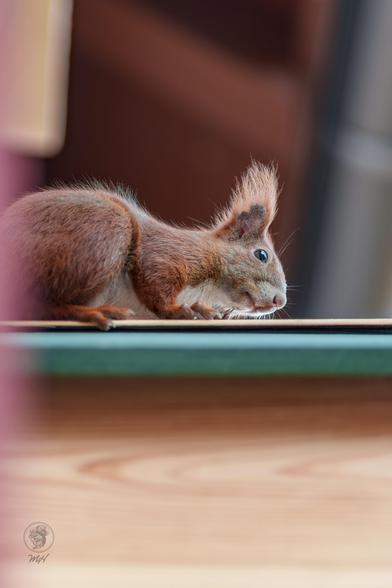 Ein Eichhörnchen sitzt auf dem Dach eines Holzkobels. Die Kamera schaut von unten auf das Hörnchen.