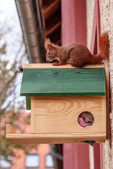 Eine andere Perspektive: Das ganze Haus ist zu sehen. Eine Öffnung ist mit Lappen und Filz zugestopft.
