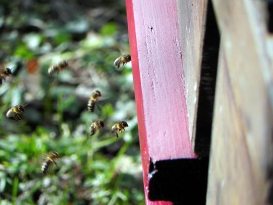 Des abeilles vont et viennent des ruches.

Bees going in and out the hives