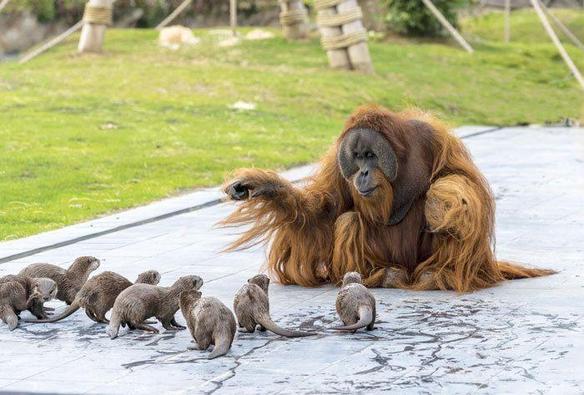 an orangutan sitting in front of a group of young otters
