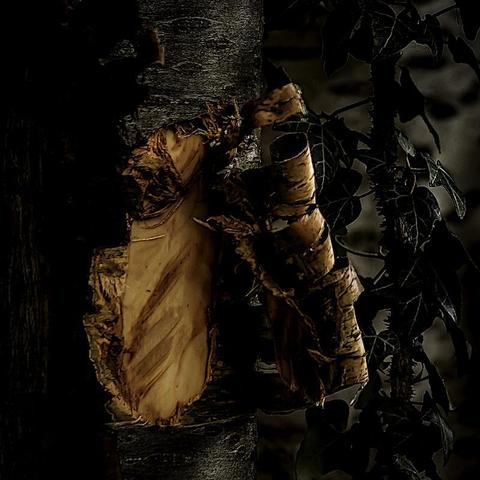 Man sieht einen Baumstamm der eine große und tiefe Verletzung hat.