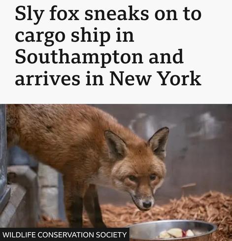 News headine about a fox boarding a ship in Southampton and arriving in New York. There is a picture of said handsome fox with a bowl of food. Someone is LARPing Alcuin of York.