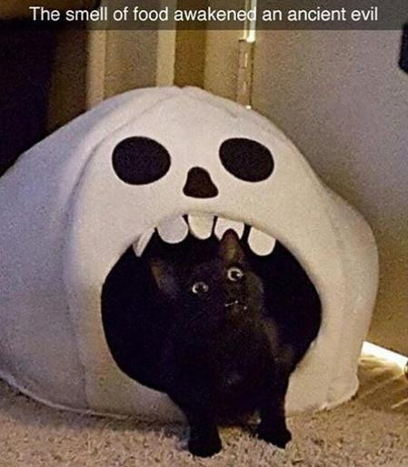 Photo of a black cat peeking out of an enclosed, skull-shaped cat bed while sniffing the air with excitement.

Caption: The smell of food awakened an ancient evil.