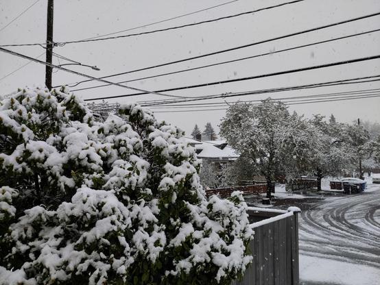 Photo of big fat wet snowflakes falling on an already snow-covered Tacoma neighborhood. In the foreground, a rhododendron is covered in: snow. Snow everywhere.