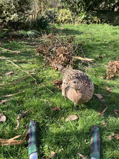 Photo of a hen pheasant inspecting a pair of garden loppers that are lying on the grass of a partly sunny lawn. A pile of prunings behind.