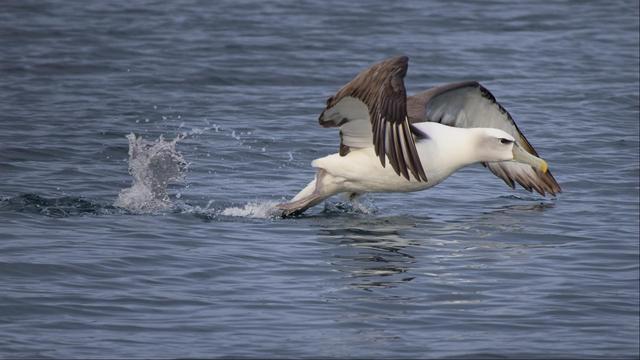 A large seabird seen from the side as it runs across the surface of the water, its wings spread wide, curving forward and down at the ends. A line of splashes from the birds steps left up from the surface of the water.