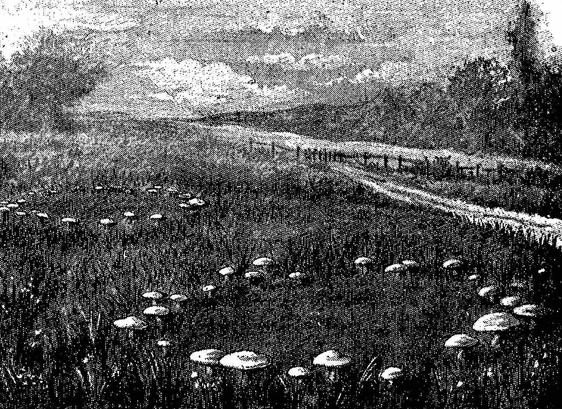 A fuzzy old black and white illustration of two rings of mushrooms in a field.