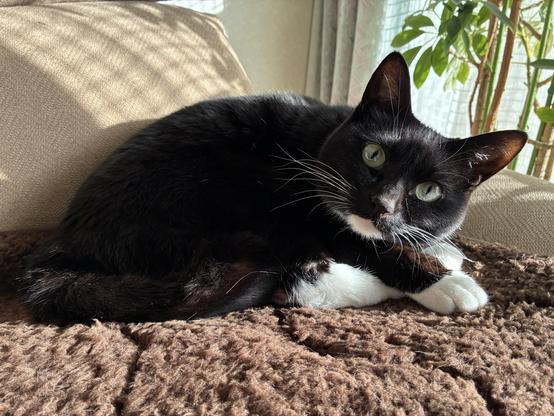 A black and white cat is curled up resting on a brown fuzzy mat, with sunlight streaming in, creating a cozy atmosphere. The cat has yellow eyes and is positioned on a beige couch with a plant in the background.