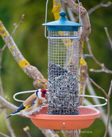 Nach der Winterruhe der erste Stieglitz am Futterplatz
